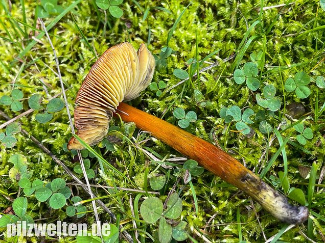 Kegeliger Saftling, Schwärzender Saftling, Hygrocybe conica