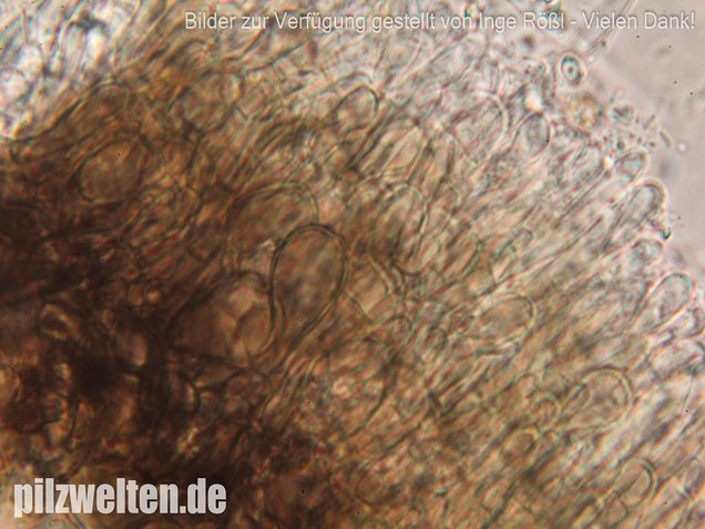 Schwarzweißes Filzbecherchen, Tapesia lividofusca