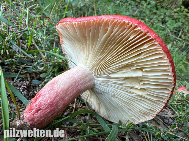 Blutroter Täubling, Bluttäubling, Russula sanguinaria