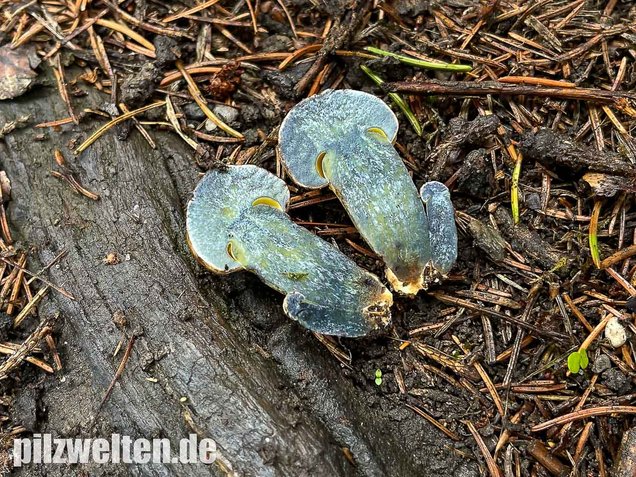 Schwarzblauender Röhrling, Cyanoboletus pulverulentus