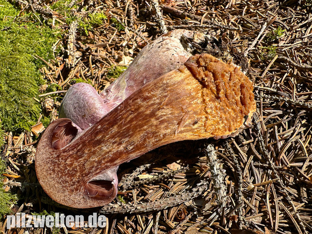 Lila-Dickfuß, Safranfleischiger Dickfuß,  Cortinarius traganus