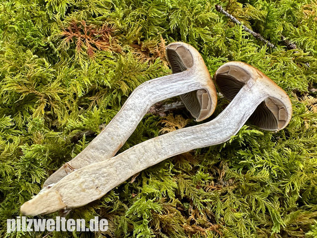 Olivgelber Schleimkopf, Cortinarius subtortus