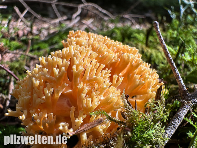 Gebirgskoralle, Largents Korallenpilz, Ramaria largentii