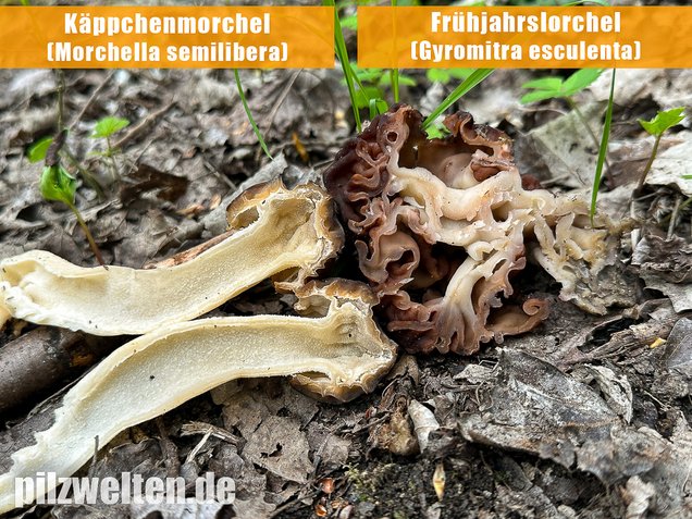 Käppchenmorchel, Morchella semilibera