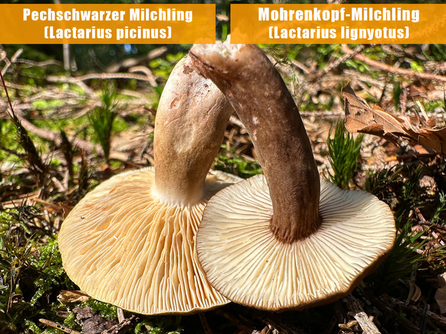 Pechschwarzer Milchling, Lactarius picinus