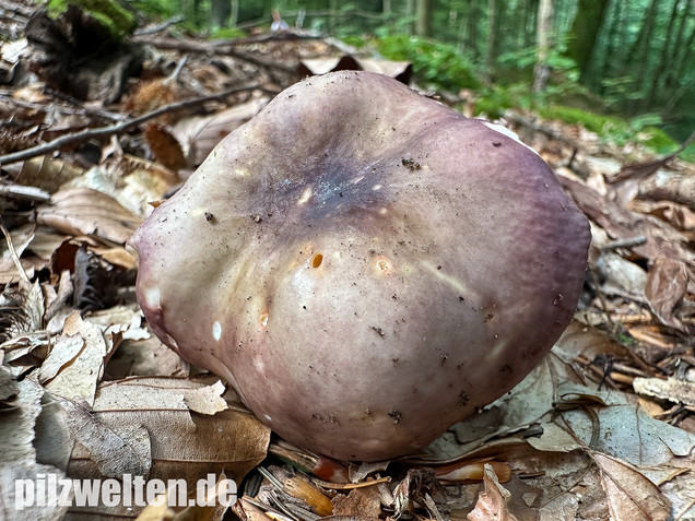 Weißstieliger Ledertäubling, Russula romellii