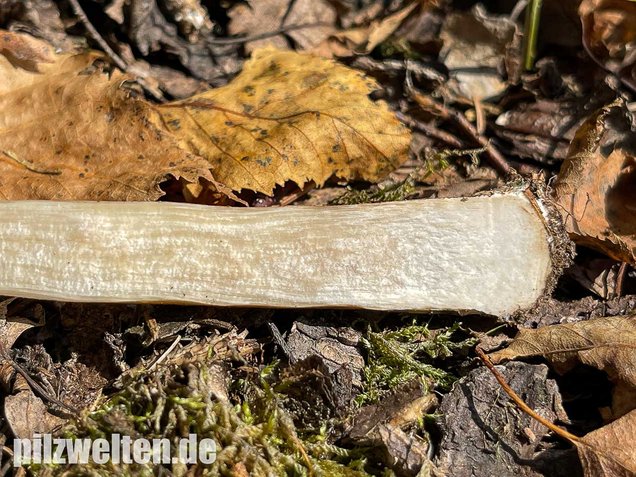 Weißer Birkenpilz, Leccinum holopus