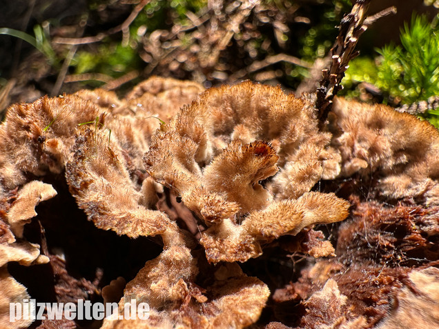 Gemeiner Erdwarzenpilz, Thelephora terrestris