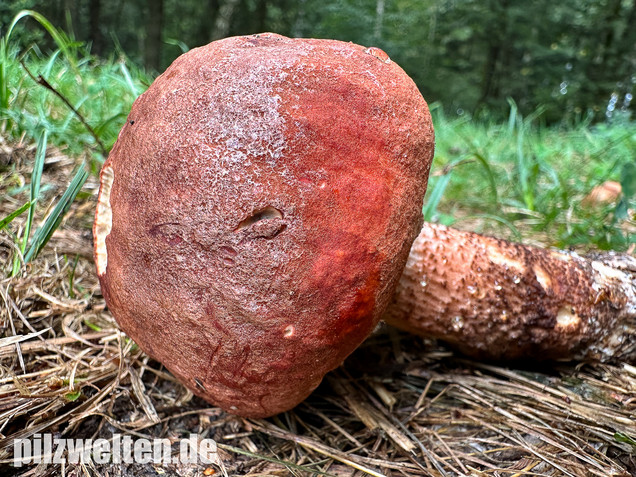 Laubwald-Rotkappe, Eichenrotkappe, Leccinum aurantiacum