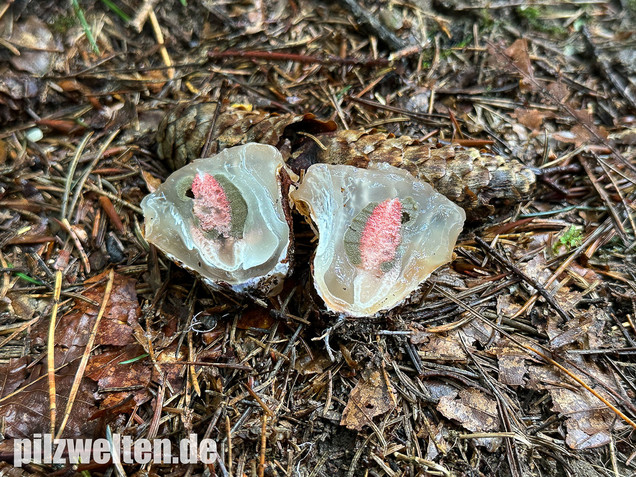 Tintenfischpilz, Clathrus archeri