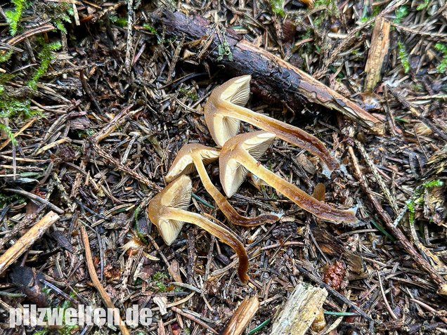 Gifthäubling, Nadelholzgifthäubling, Galerina marginata