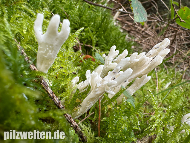 Runzelige Koralle, Runzeliger Keulenpilz, Clavulina rugosa