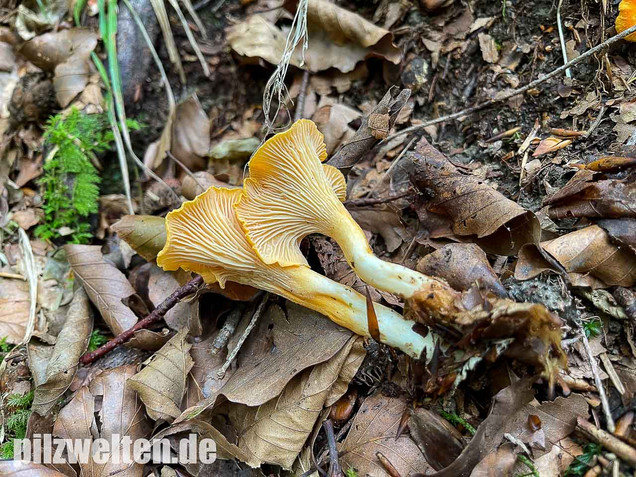 Samtiger Pfifferling, Cantharellus friesii