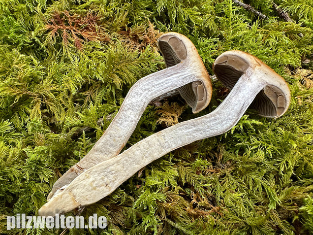 Olivgelber Schleimkopf, Cortinarius subtortus