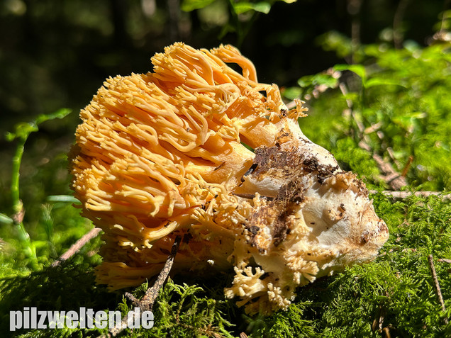 Gebirgskoralle, Largents Korallenpilz, Ramaria largentii