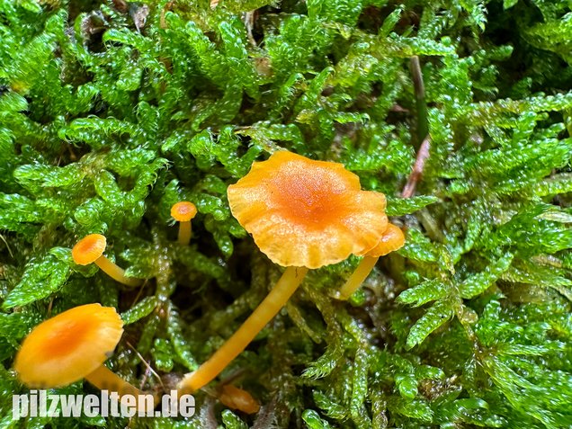 Orangeroter Heftelnabeling, Gelber Moosnabeling, Rickenella fibula