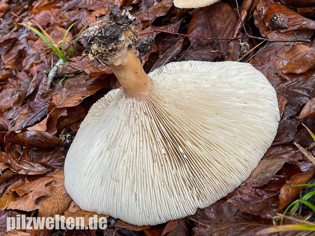 Riesentrichterling, Infundibulicybe geotropa vs. maxima