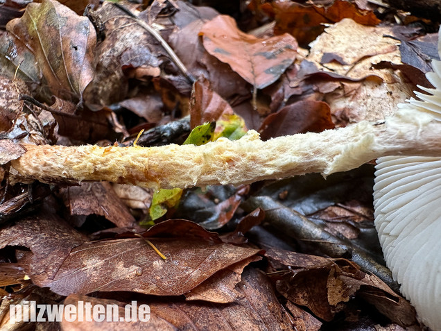 Gelbflockiger Wollstielschirmling, Lepiota magnispora