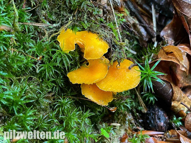 Samtiger Pfifferling, Cantharellus friesii