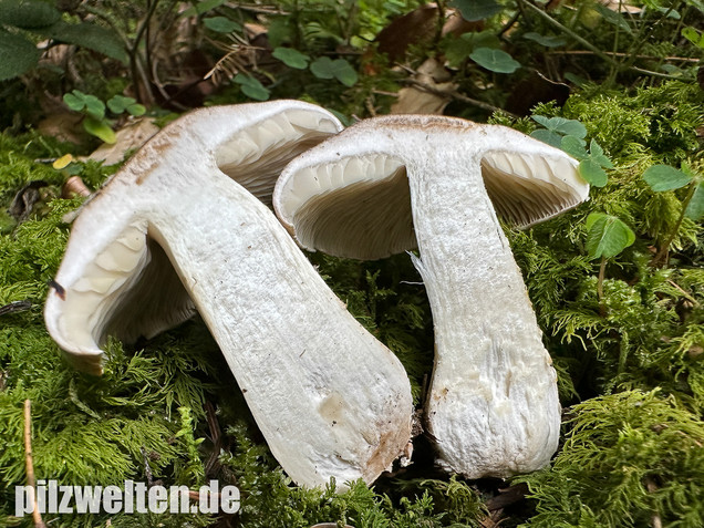 Seidiger Tigerritterling, Tricholoma filamentosum