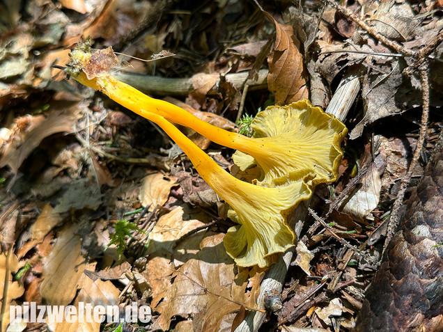 Starkriechender Trompetenpfifferling, Gelbe Kraterelle, Craterellus lutescens