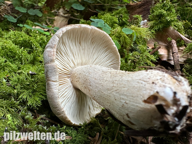 Seidiger Tigerritterling, Tricholoma filamentosum