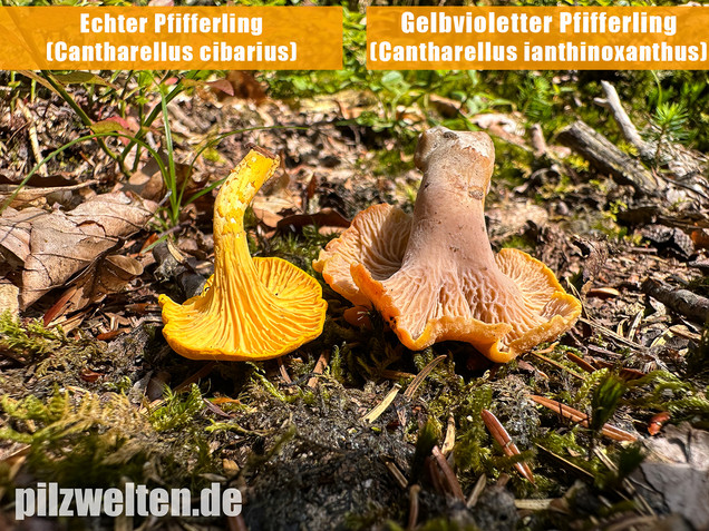 Gelbvioletter Pfifferling, Cantharellus ianthinoxanthus