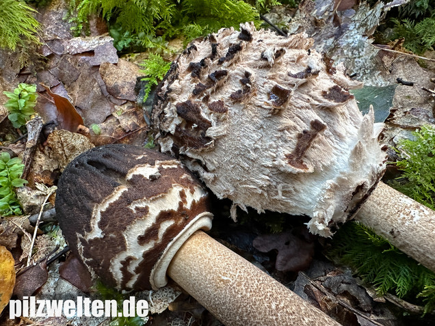 Rußbrauner Riesenschirmling, Düsterer Parasol, Macrolepiota procera var. fuliginosa