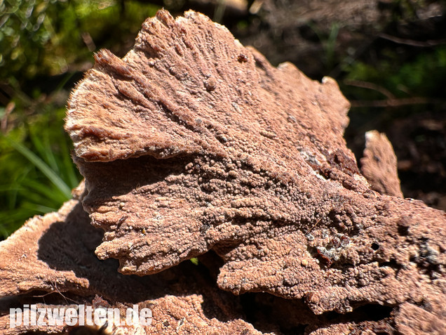 Gemeiner Erdwarzenpilz, Thelephora terrestris