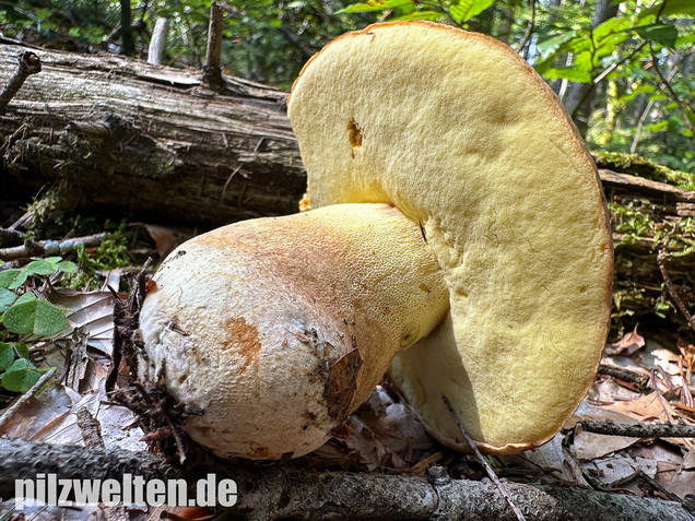 Nadelwald Anhängselröhrling, Gelber Steinpilz, Butyriboletus subappendiculatus