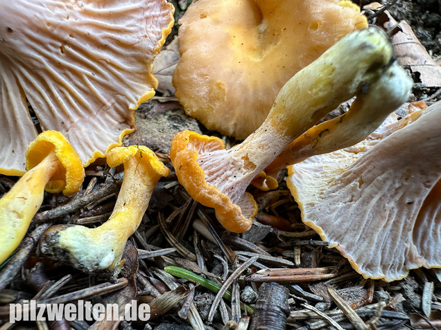 Gelbvioletter Pfifferling, Cantharellus ianthinoxanthus