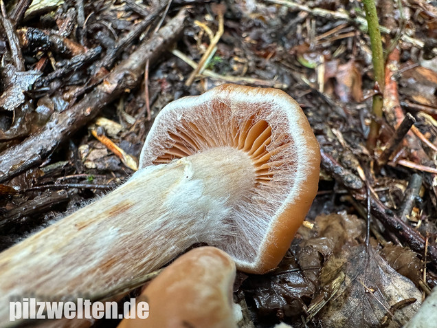 Hirschbrauner Gürtelfuß, Cortinarius hinnuleus