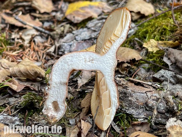 Rotbrauner Milchling, Lactarius rufus