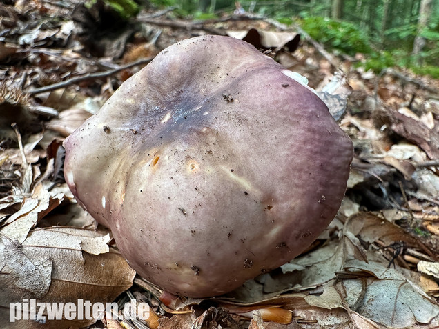 Weißstieliger Ledertäubling, Russula romellii