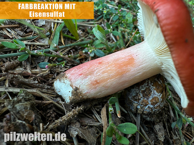 Blutroter Täubling, Bluttäubling, Russula sanguinaria