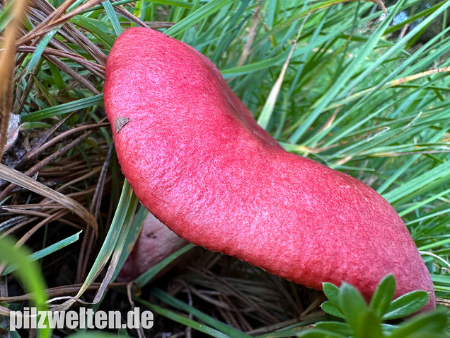 Blutroter Täubling, Bluttäubling, Russula sanguinaria