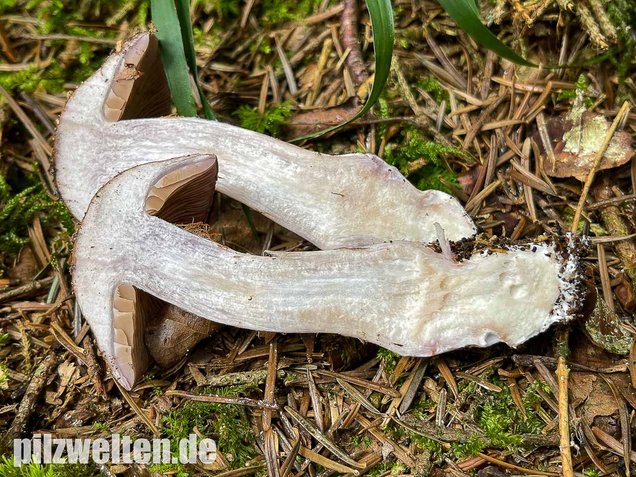 Erdigriechender Schleimkopf, Cortinarius variicolor