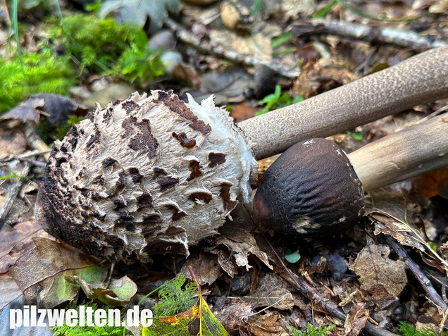 Rußbrauner Riesenschirmling, Düsterer Parasol, Macrolepiota procera var. fuliginosa