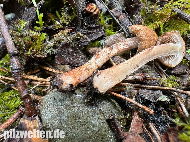 Frühlingsrisspilz, Später Risspilz, Inocybe nitidiuscula