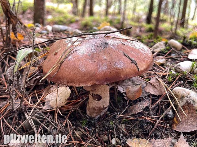 Butterpilz, Butterröhrling, Suillus luteus