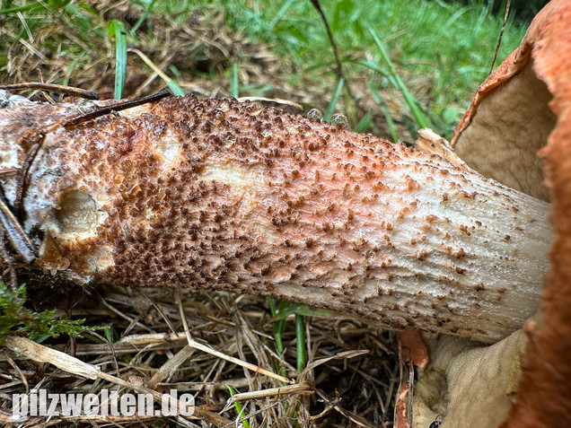 Laubwald-Rotkappe, Eichenrotkappe, Leccinum aurantiacum