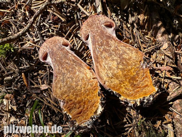 Lila-Dickfuß, Safranfleischiger Dickfuß,  Cortinarius traganus