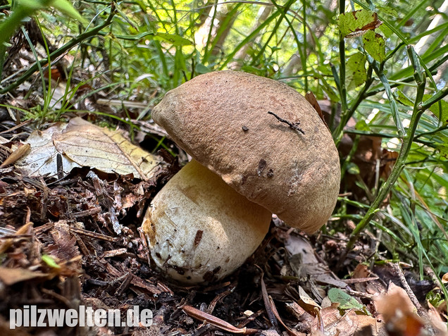 Nadelwald Anhängselröhrling, Gelber Steinpilz, Butyriboletus subappendiculatus