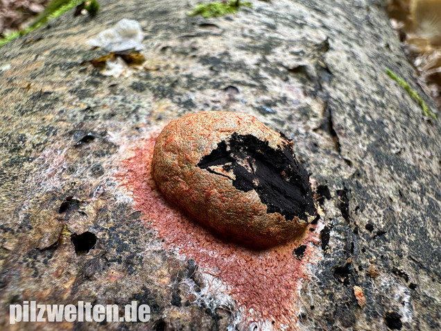 Gelboranger Schleimpilz, Rotoranger Schleimpilz, Fuligo leviderma