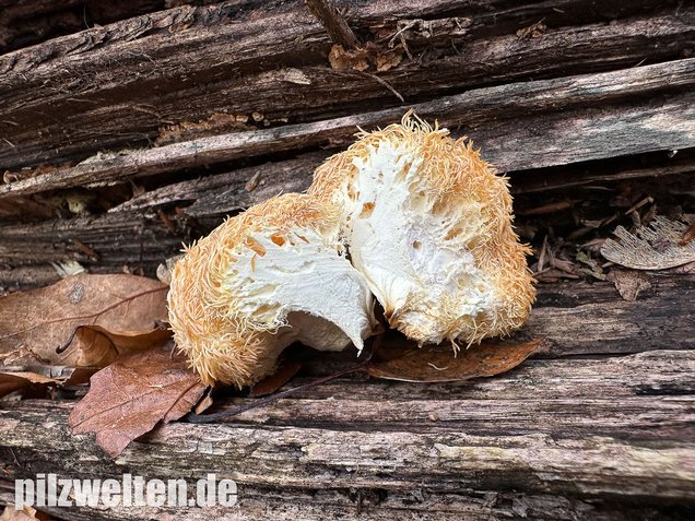 Igelstachelbart, Lion's mane Mushroom, Hericium erinaceus