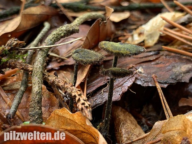 Ohrlöffelstacheling, Auriscalpium vulgare
