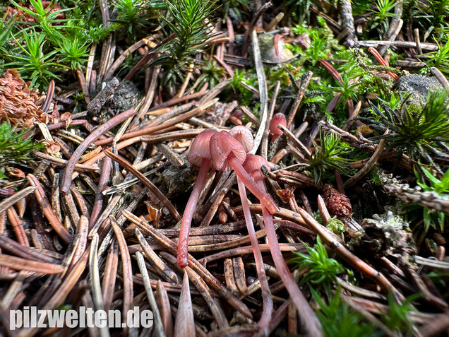 Purpurschneidiger Bluthelmling, Kleiner Bluthelmling, Mycena sanguinolenta