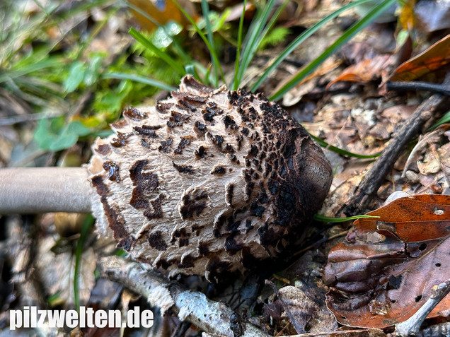 Rußbrauner Riesenschirmling, Düsterer Parasol, Macrolepiota procera var. fuliginosa