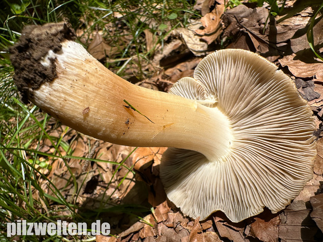 Graubeigeblättriger Risspilz, Sternsporiger Risspilz, Inocybe margaritispora