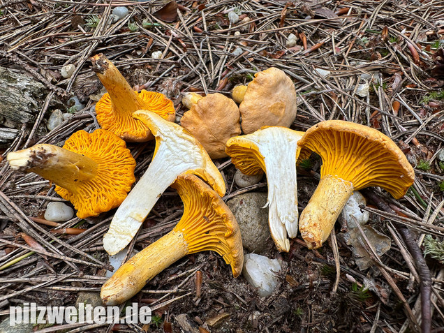 Bereifter Pfifferling, Blasser Nadelwaldpfifferling, Cantharellus subpruinosus